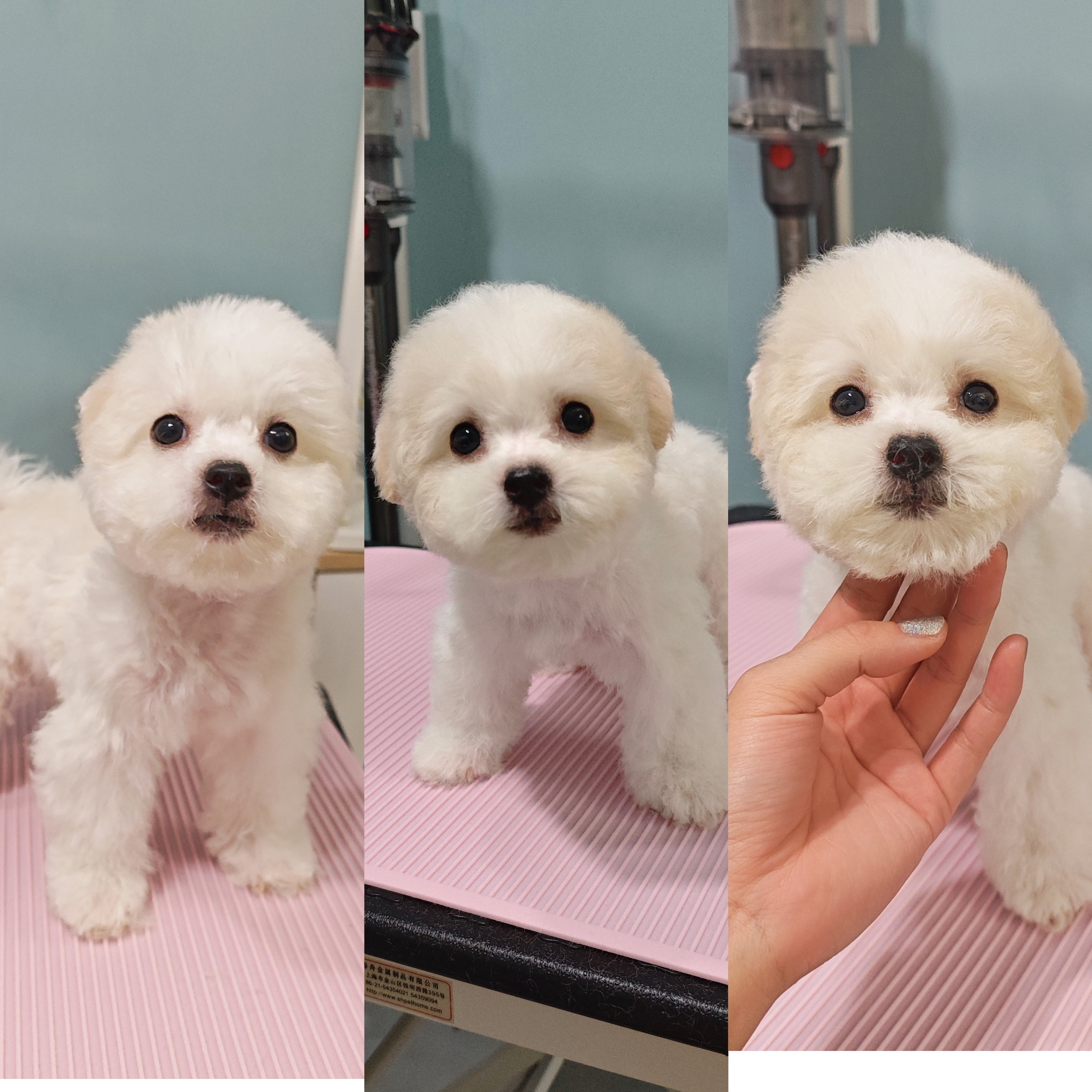 小体比熊弟弟妹妹都有